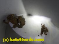 /home//u458753944/public_html/sourcegallery//////////////////////Roxborough Toad Detour/2013-2019/2017/P4100661.JPG